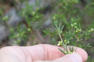 Cyanothamnus occidentalis, photographed by Greg Tasney