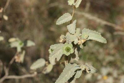 Hibiscus sturtii, photographed by Greg Tasney