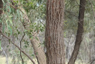 Eucalyptus exserta, photographed by Greg Tasney