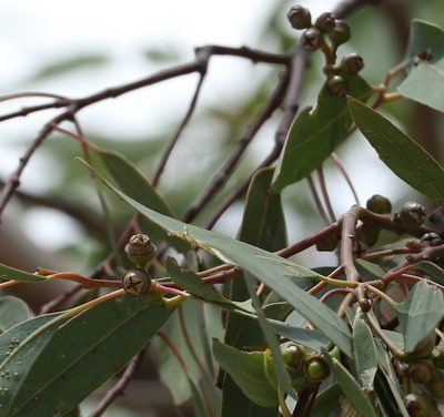 Eucalyptus exserta, photographed by Greg Tasney