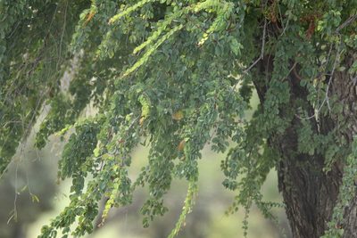 Lysiphyllum carronii, photographed by Greg Tasney