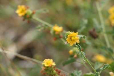 Malvastrum americanum, photographed by Greg Tasney