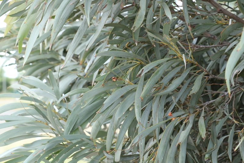Acacia harpophylla, photographed by Greg Tasney