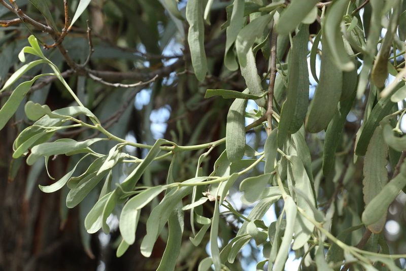 Amyema maidenii, photographed by Greg Tasney