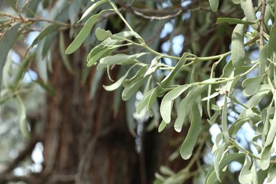 Amyema maidenii, photographed by Greg Tasney