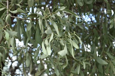 Amyema maidenii, photographed by Greg Tasney