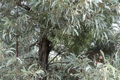 Amyema maidenii, photographed by Greg Tasney