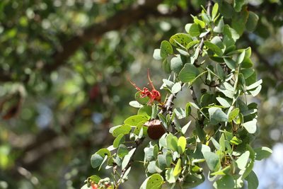 Lysiphyllum carronii, photographed by Greg Tasney