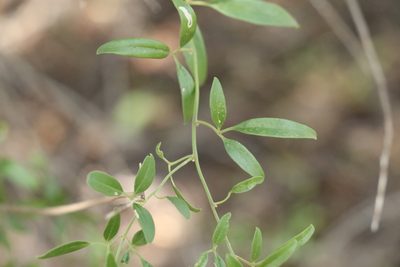 Jasminum didymum, photographed by Greg Tasney