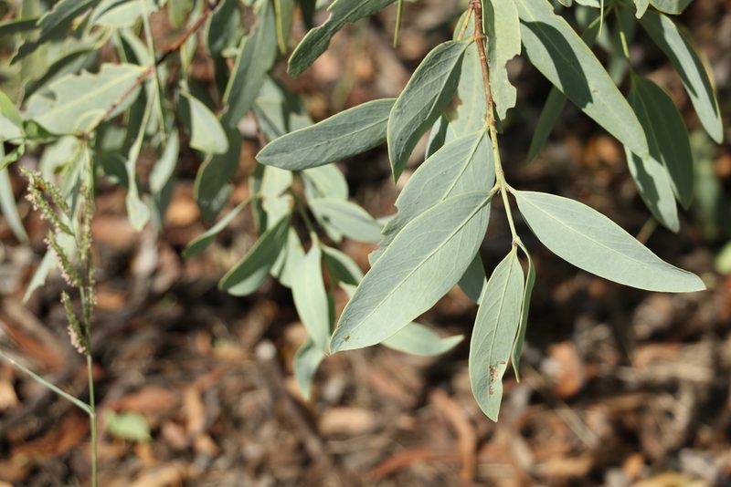 Santalum lanceolatum, photographed by Greg Tasney