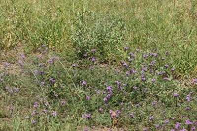Verbena aristigera, photographed by Greg Tasney