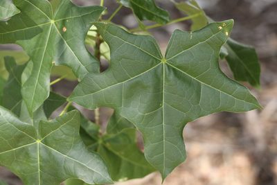 Brachychiton australis, photographed by Greg Tasney