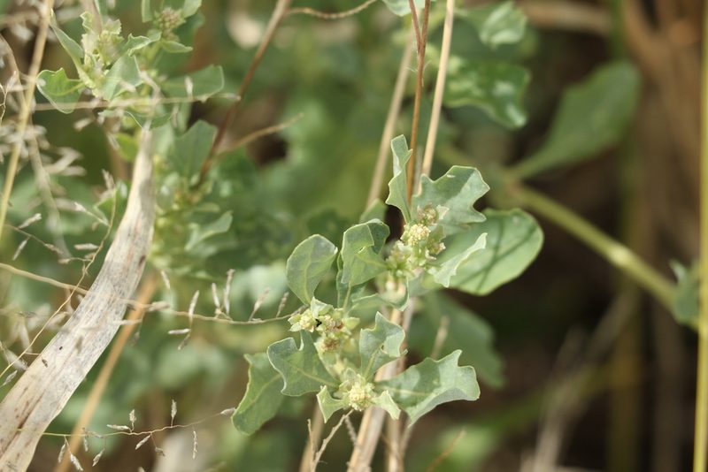 Atriplex muelleri, photographed by Greg Tasney