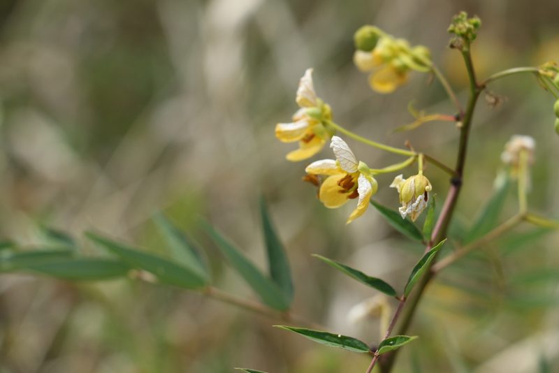 Senna barclayana, photographed by Greg Tasney