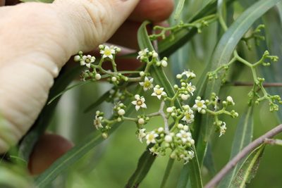 Geijera parviflora, photographed by Greg Tasney