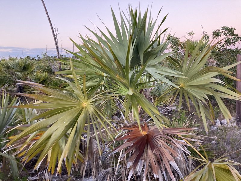 Leucothrinax morrisii, photographed by Bill Michalek