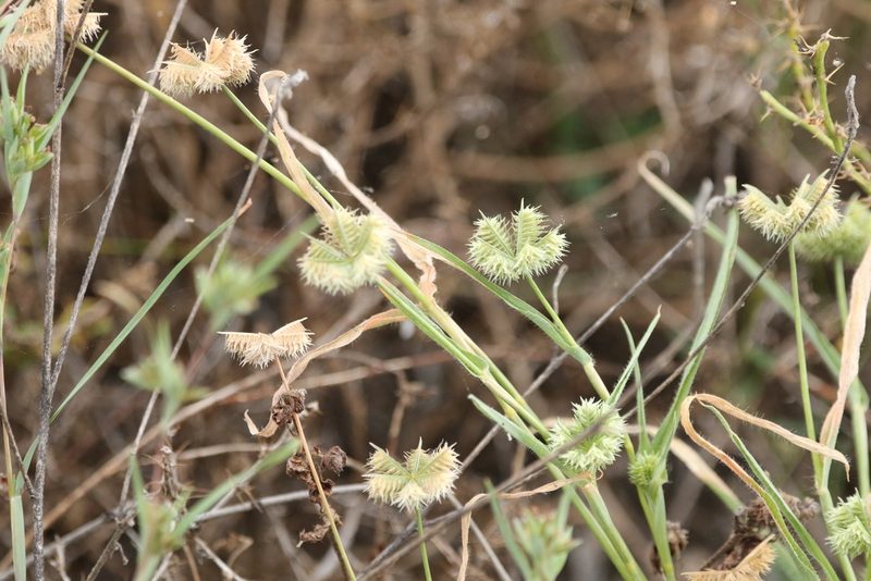 Dactyloctenium radulans, photographed by Greg Tasney