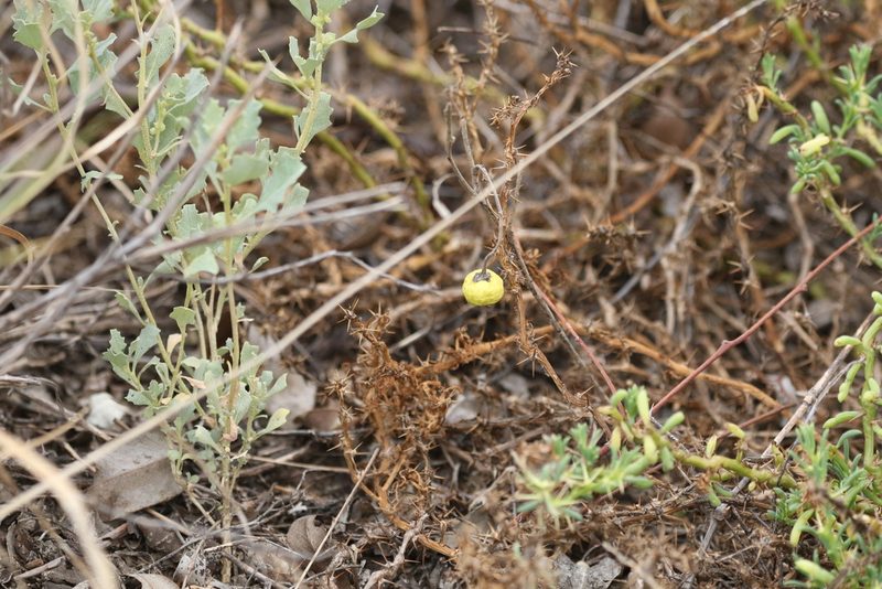 Solanum esuriale, photographed by Greg Tasney