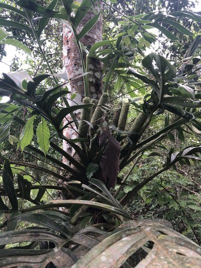 Monstera pinnatipartita, photographed by Skjold Søndergaard