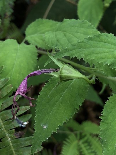 Siphocampylus cordatus, photographed by Skjold Søndergaard