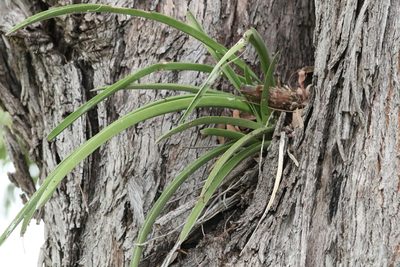 Cymbidium canaliculatum, photographed by Greg Tasney