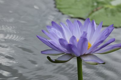 Nymphaea gigantea, photographed by Greg Tasney
