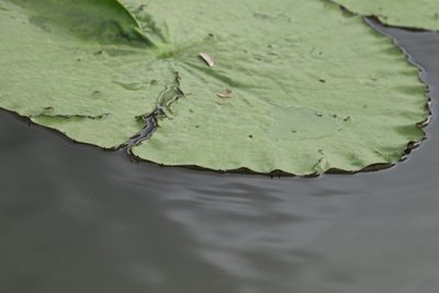 Nymphaea gigantea, photographed by Greg Tasney
