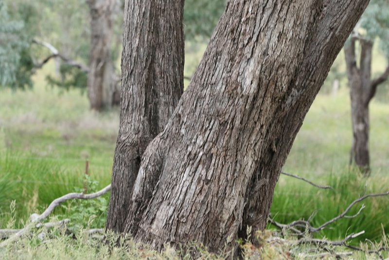 Eucalyptus coolabah, photographed by Greg Tasney