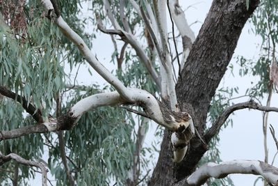 Eucalyptus coolabah, photographed by Greg Tasney