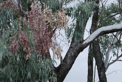 Eucalyptus coolabah, photographed by Greg Tasney