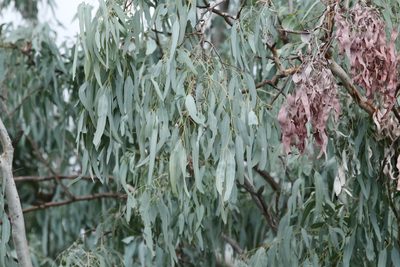 Eucalyptus coolabah, photographed by Greg Tasney