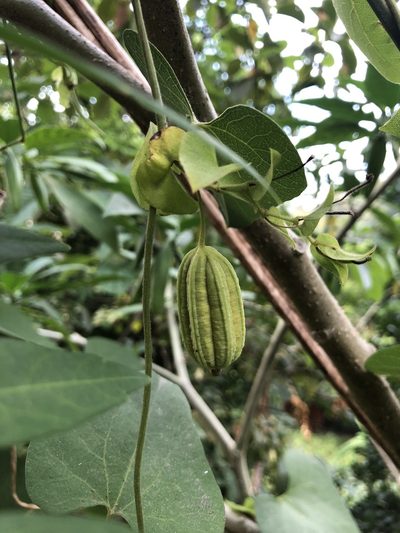 Aristolochia anguicida, photographed by Skjold Søndergaard