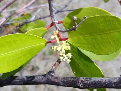 Laguncularia racemosa, photographed by Lucas Kaminski