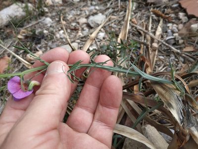 Lathyrus clymenum, photographed by Tim Johnson