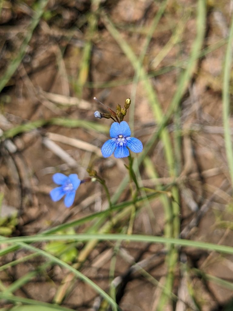 Vandellia clausa, photographed by Michael Somerville