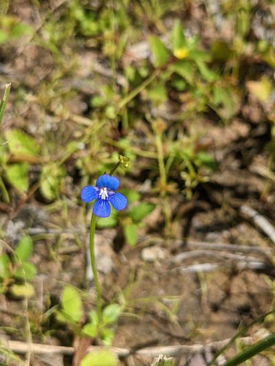 Vandellia clausa, photographed by Michael Somerville