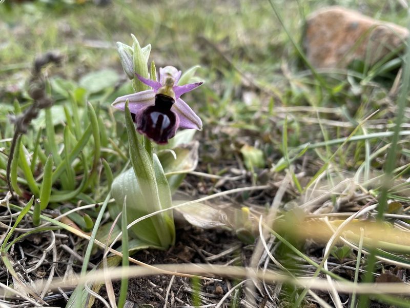 Ophrys ferrum-equinum, photographed by tomas_kay
