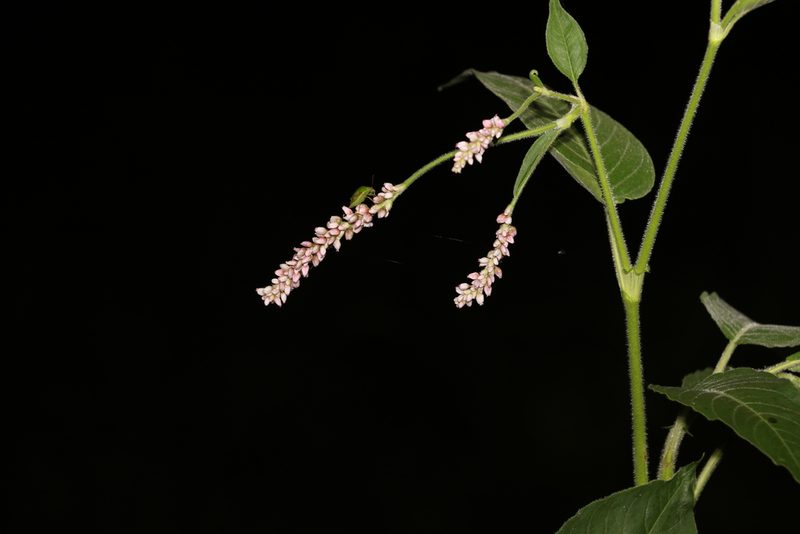 Persicaria orientalis, photographed by Greg Tasney