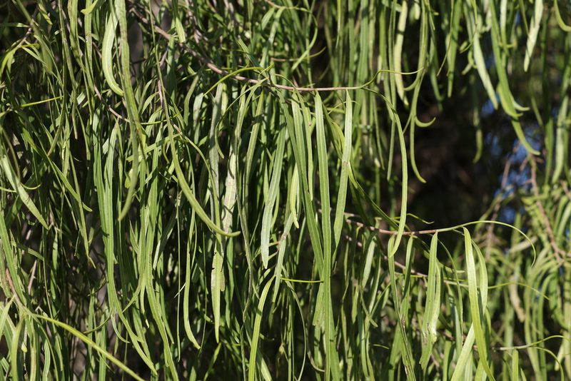 Geijera parviflora, photographed by Greg Tasney