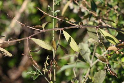 Capparis lasiantha, photographed by Greg Tasney