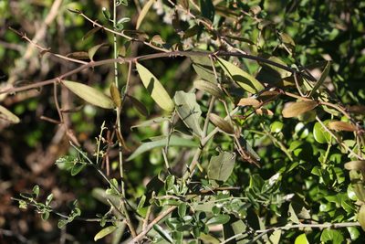 Capparis lasiantha, photographed by Greg Tasney