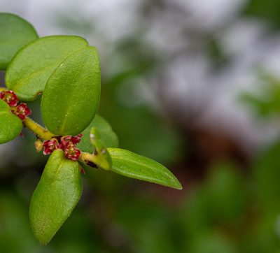 Maytenus chubutensis, photographed by Nicolás Villaseca Merino