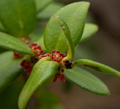 Maytenus chubutensis, photographed by Nicolás Villaseca Merino