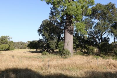 Brachychiton rupestris, photographed by Greg Tasney
