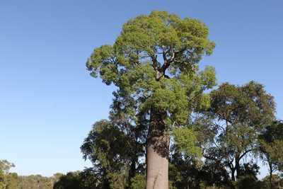 Brachychiton rupestris, photographed by Greg Tasney