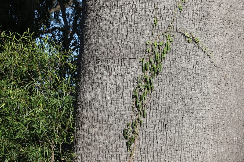 Parsonsia eucalyptophylla, photographed by Greg Tasney