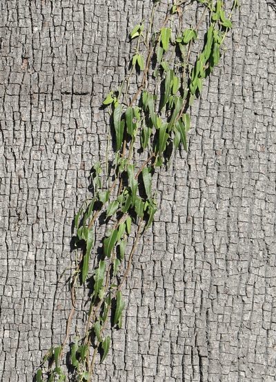 Parsonsia eucalyptophylla, photographed by Greg Tasney