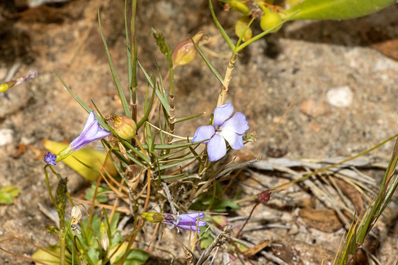 Isotoma scapigera, photographed by T. Hammer