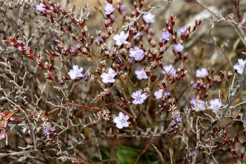 Limonium hyblaeum, photographed by T. Hammer