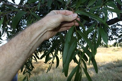 Acacia fasciculifera, photographed by Greg Tasney